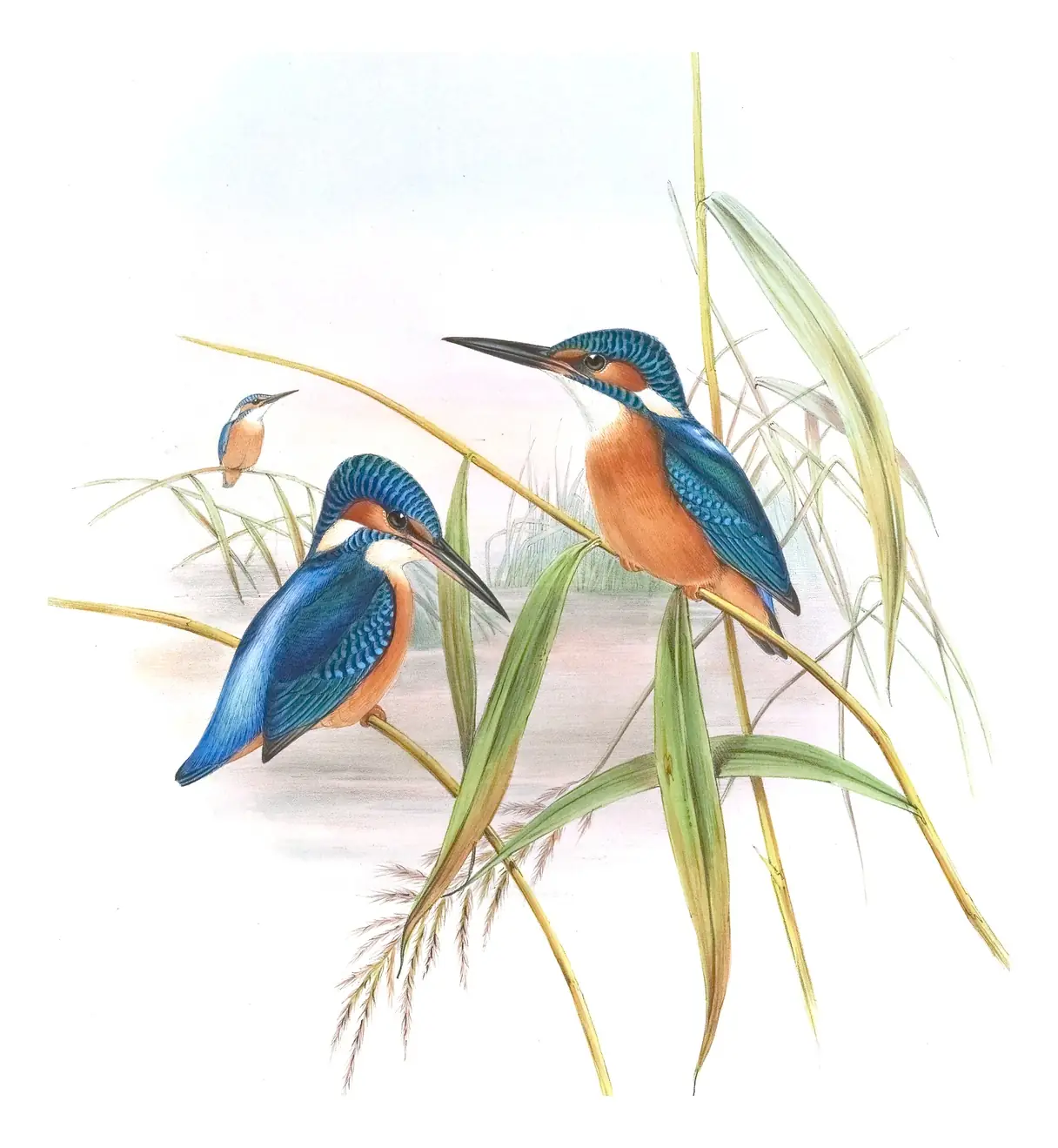 Volume I, plate 53 of Gould's The Birds of Asia: Common Kingfisher (Alcedo atthis)