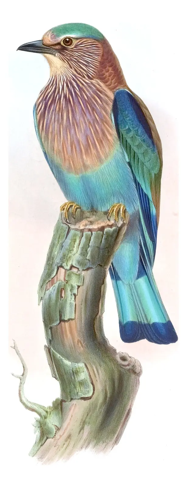 Volume I, plate 54 of Gould's The Birds of Asia: Indian Roller (Coracias benghalensis)