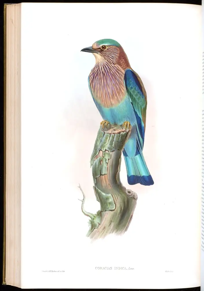 The whole sheet of volume I, plate 54, with its engraved caption