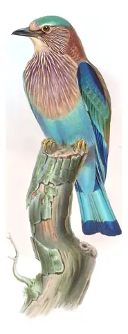 Volume I, plate 54 of Gould's The Birds of Asia: Indian Roller (Coracias benghalensis)