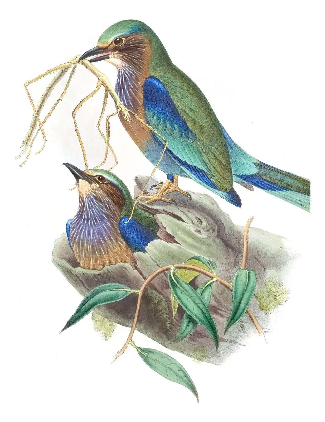 Volume I, plate 55 of Gould's The Birds of Asia: Indochinese Roller (Coracias affinis)