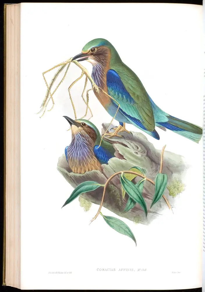 The whole sheet of volume I, plate 55, with its engraved caption