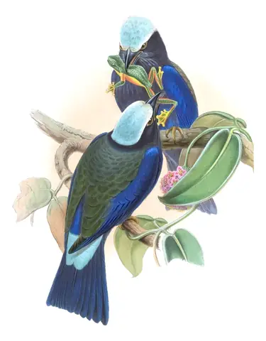 Volume I, plate 56 of Gould's The Birds of Asia: Purple-winged Roller (Coracias temminckii)