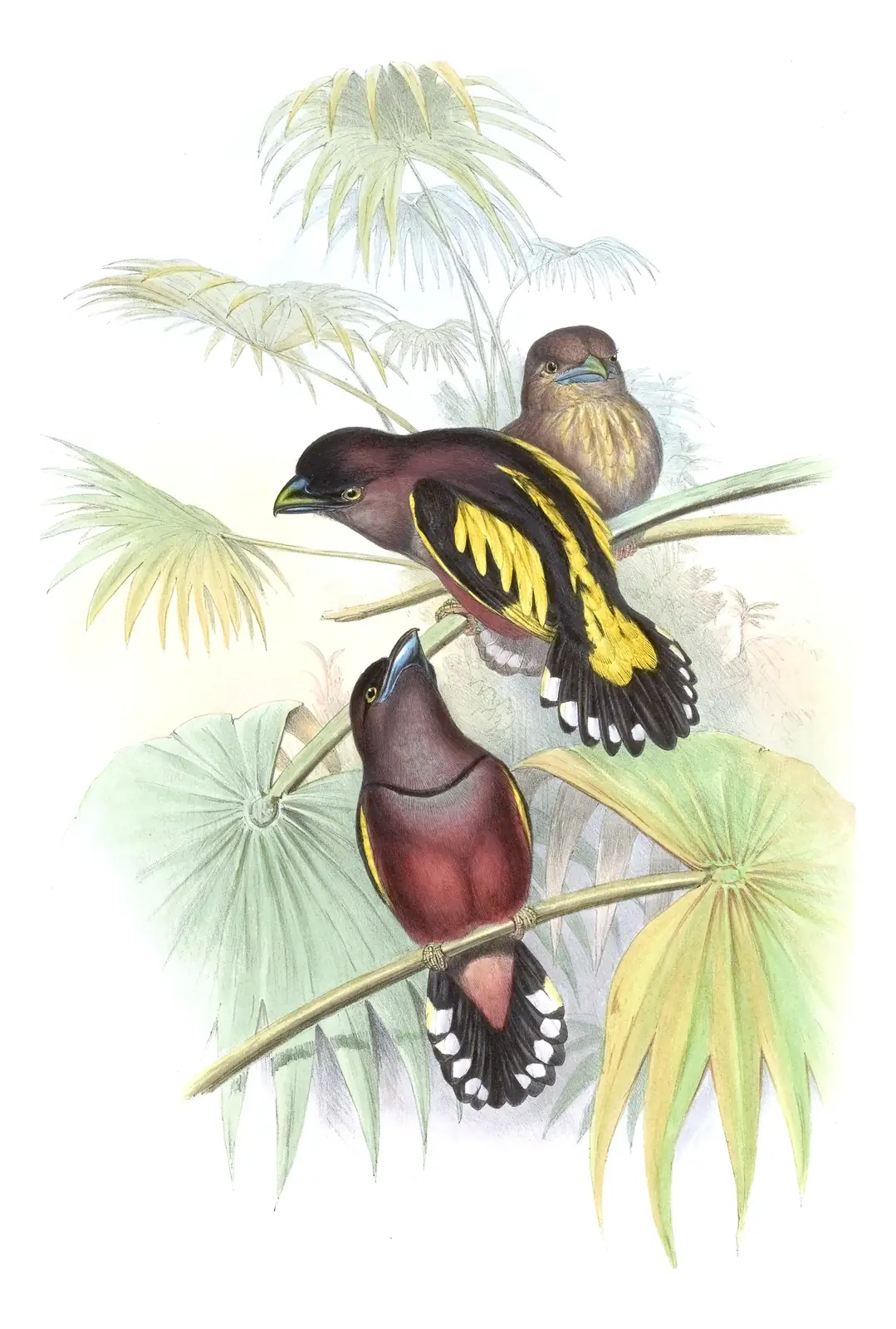 Volume I, plate 57 of Gould's The Birds of Asia: Banded Broadbill (Eurylaimus javanicus)