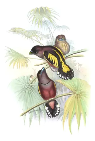 Volume I, plate 57 of Gould's The Birds of Asia: Banded Broadbill (Eurylaimus javanicus)