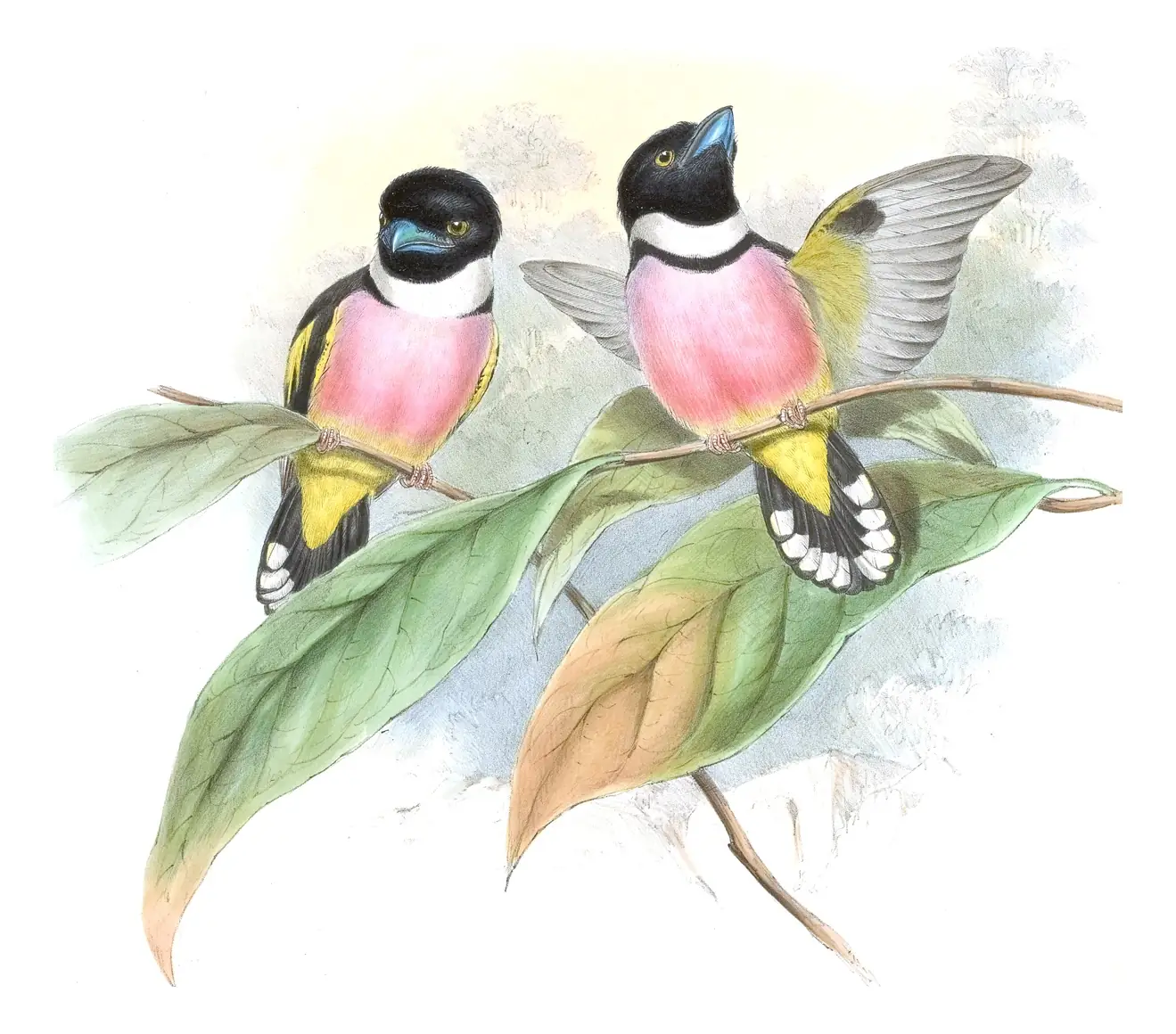 Volume I, plate 58 of Gould's The Birds of Asia: Black-and-yellow Broadbill (Eurylaimus ochromalus)
