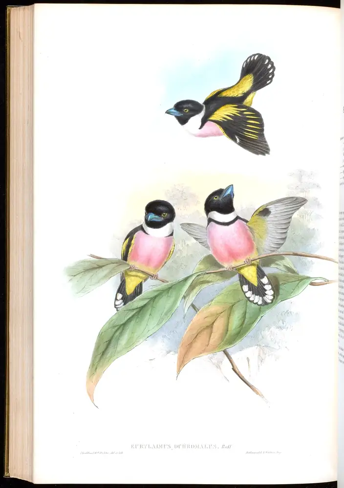 The whole sheet of volume I, plate 58, with its engraved caption
