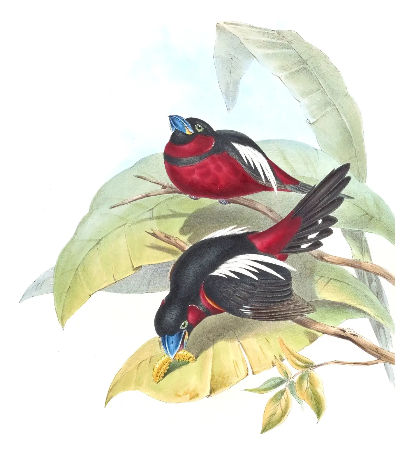 Volume I, plate 59 of Gould's The Birds of Asia: Black-and-red Broadbill (Cymbirhynchus macrorhynchos)