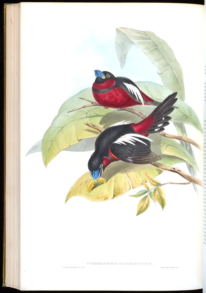 The whole sheet of volume I, plate 59, with its engraved caption