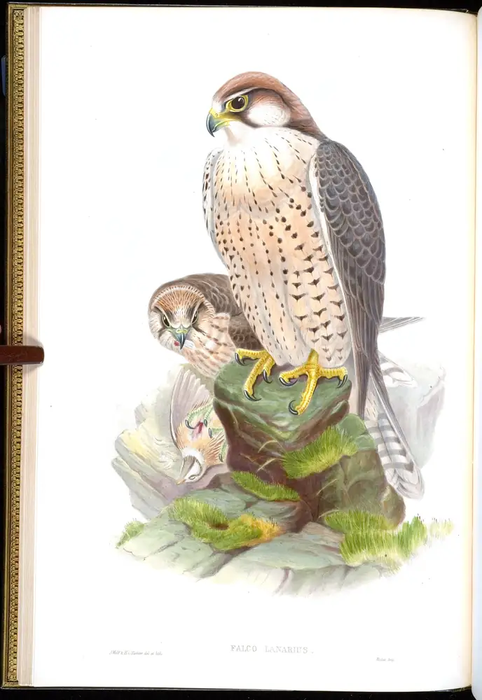 The whole sheet of volume I, plate 6, with its engraved caption