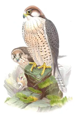 Volume I, plate 6 of Gould's The Birds of Asia: Lanner Falcon (Falco biarmicus)