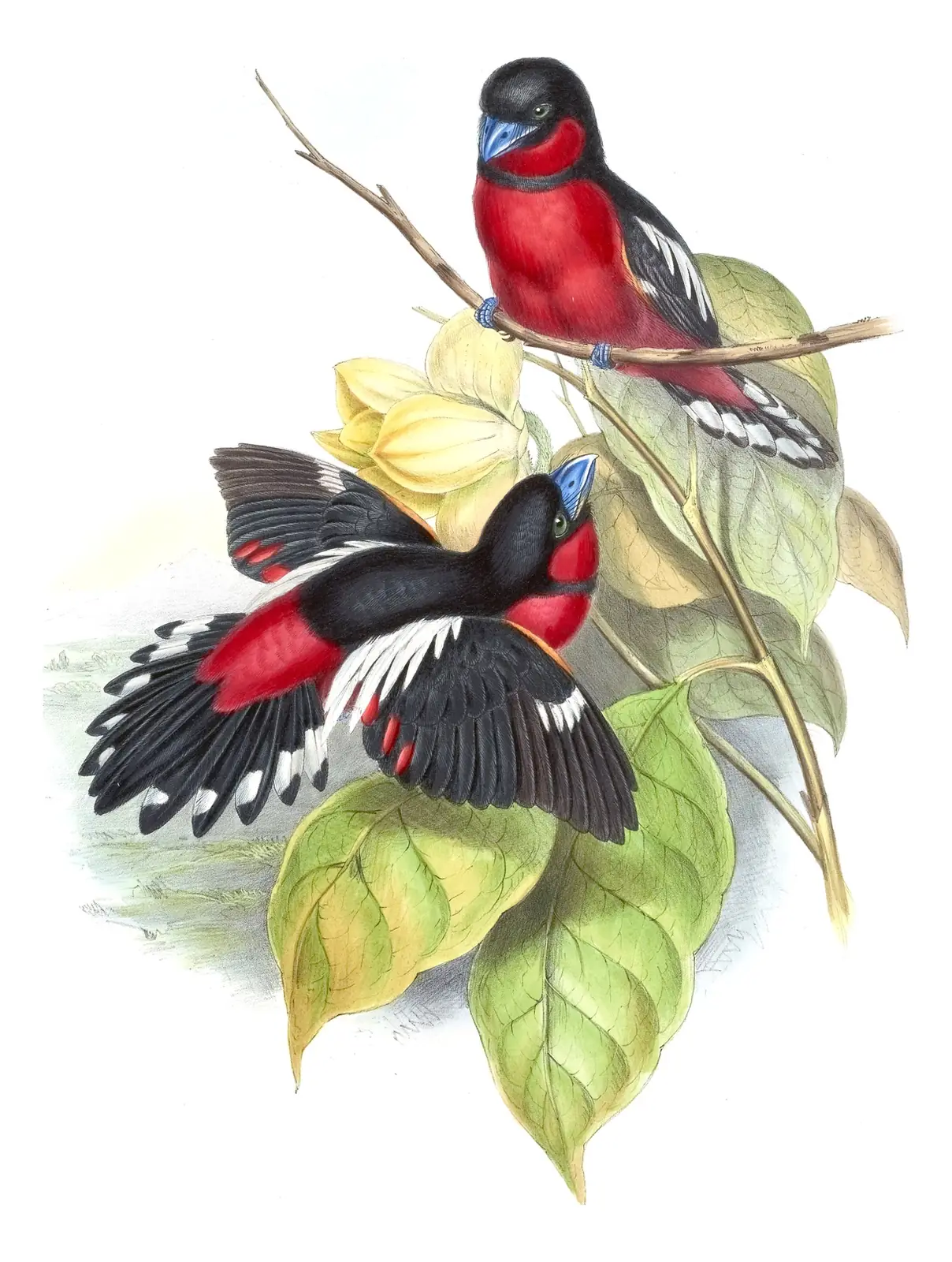 Volume I, plate 60 of Gould's The Birds of Asia: Black-and-red Broadbill (Cymbirhynchus macrorhynchos)
