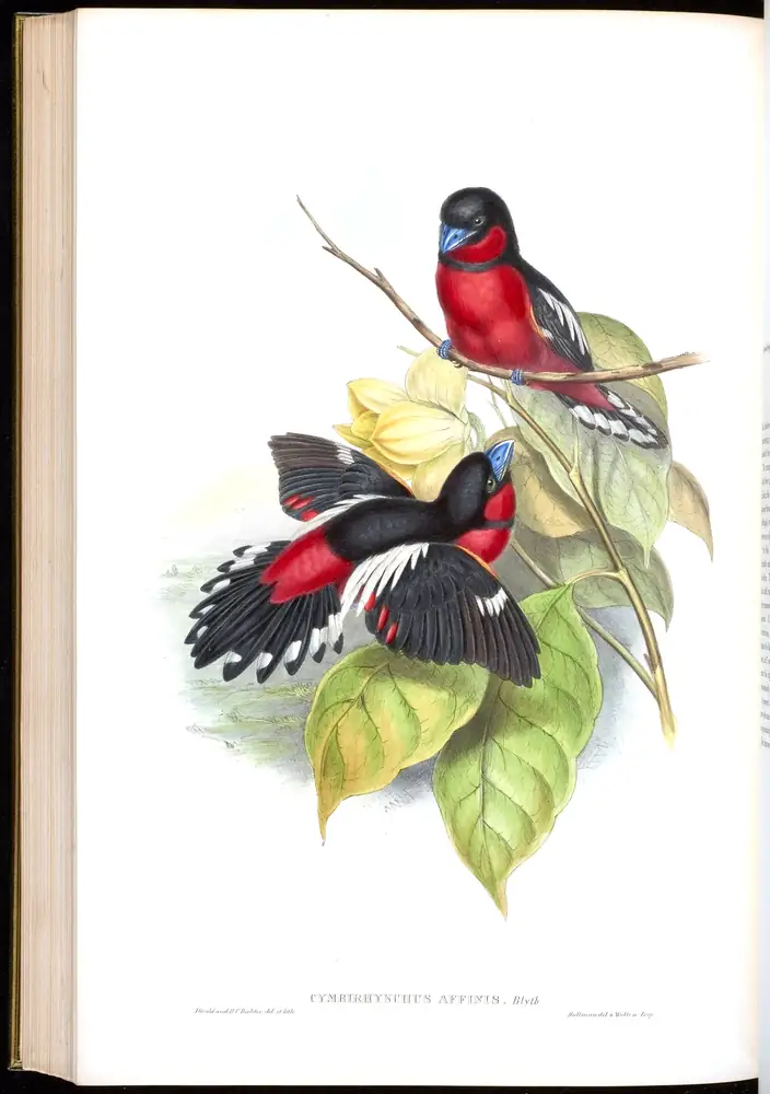 The whole sheet of volume I, plate 60, with its engraved caption