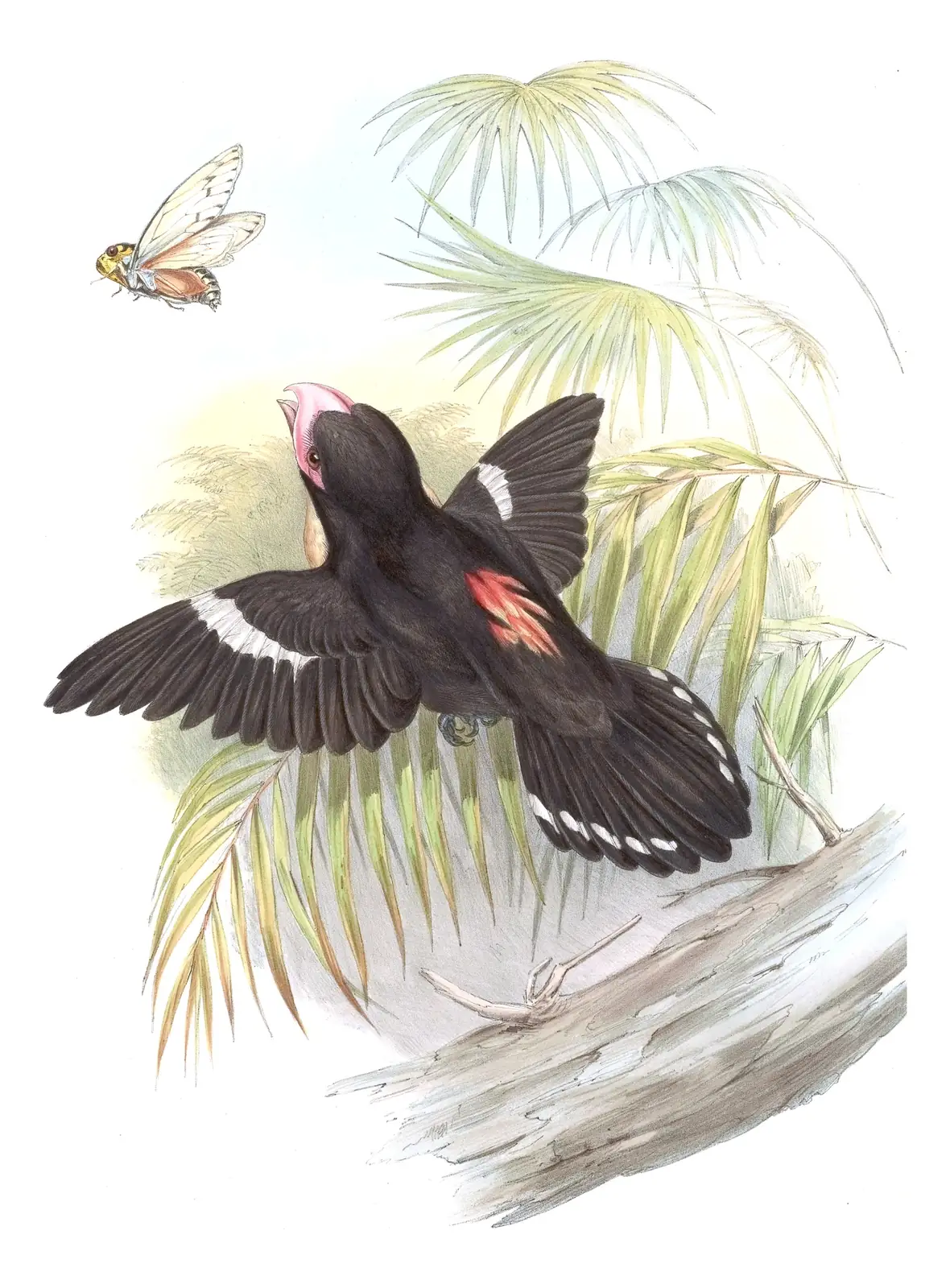 Volume I, plate 61 of Gould's The Birds of Asia: Dusky Broadbill (Corydon sumatranus)