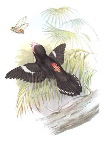 Volume I, plate 61 of Gould's The Birds of Asia: Dusky Broadbill (Corydon sumatranus)