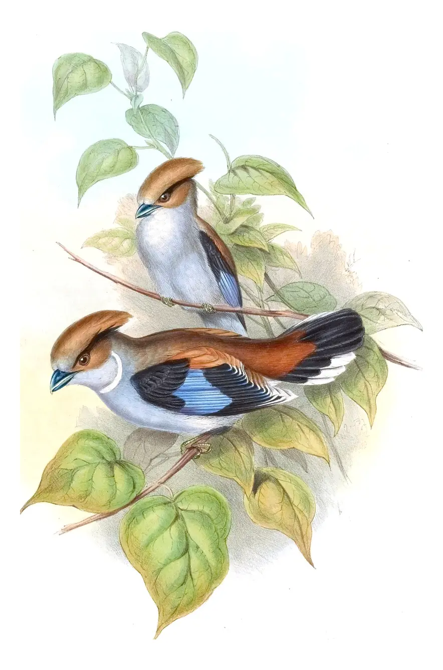 Volume I, plate 62 of Gould's The Birds of Asia: Silver-breasted Broadbill (Serilophus lunatus)