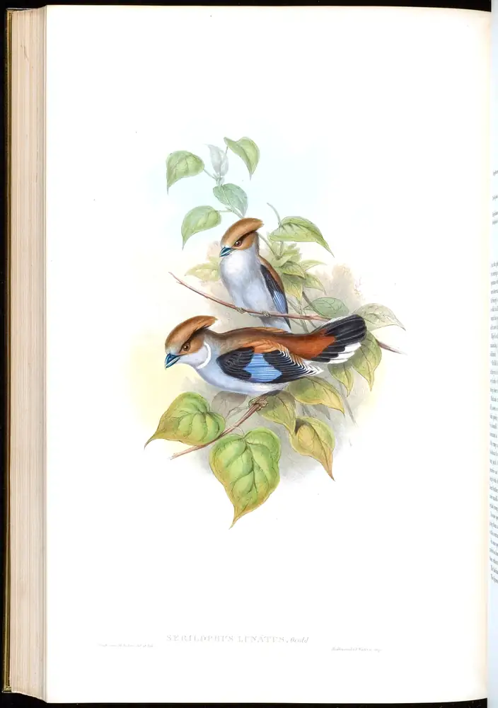 The whole sheet of volume I, plate 62, with its engraved caption