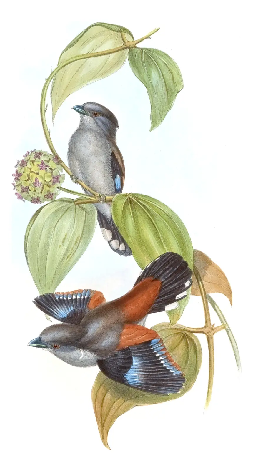 Volume I, plate 63 of Gould's The Birds of Asia: Gray-lored Broadbill (Serilophus rubropygius)
