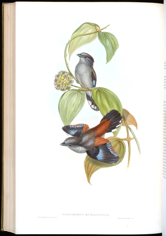 The whole sheet of volume I, plate 63, with its engraved caption