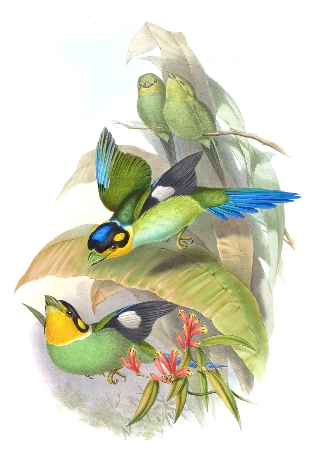Volume I, plate 64 of Gould's The Birds of Asia: Long-tailed Broadbill (Psarisomus dalhousiae)