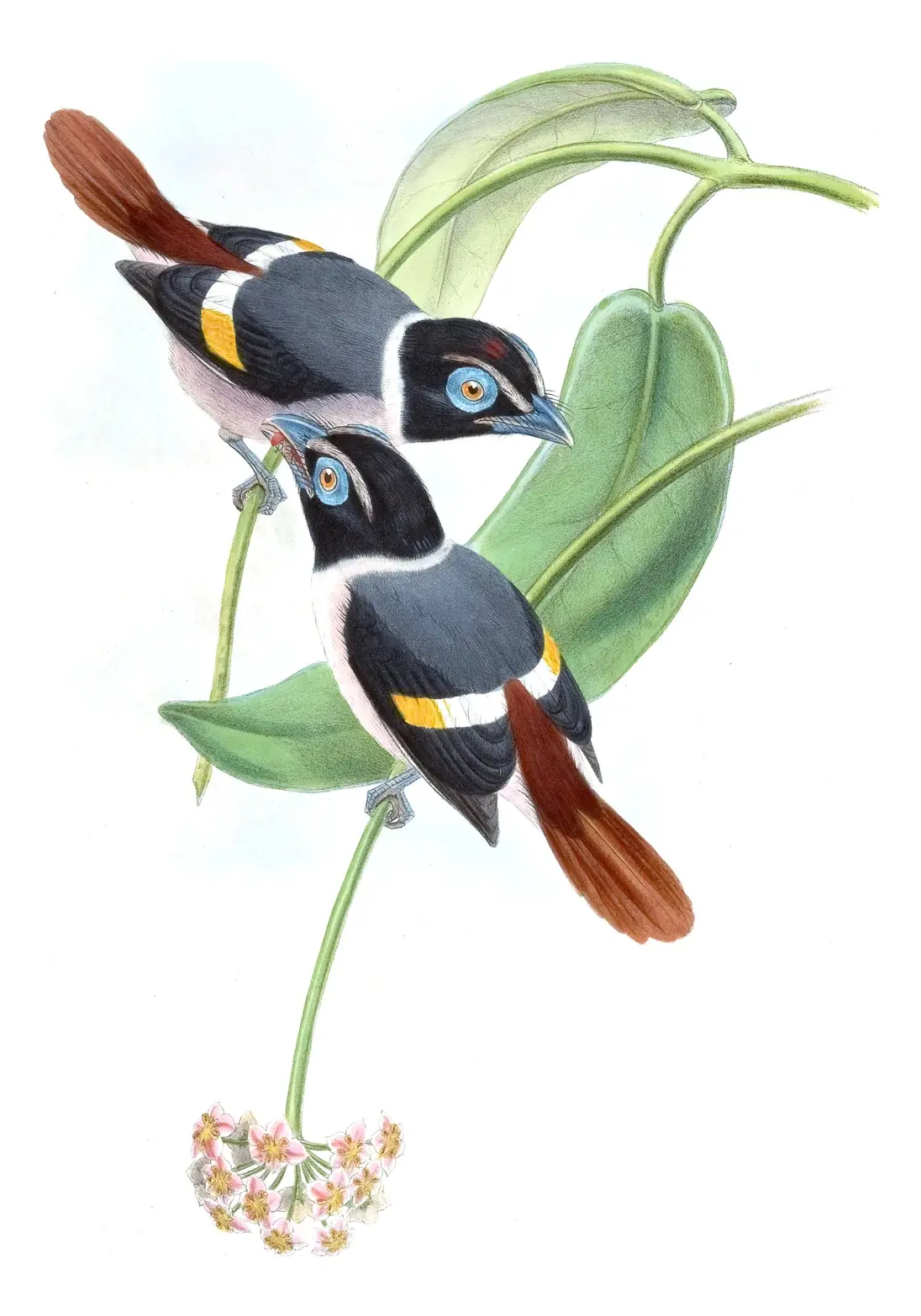 Volume I, plate 65 of Gould's The Birds of Asia: Wattled Broadbill (Sarcophanops steerii)