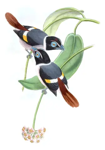 Volume I, plate 65 of Gould's The Birds of Asia: Wattled Broadbill (Sarcophanops steerii)