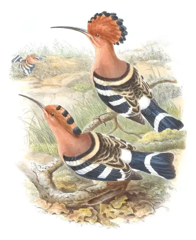 Volume I, plate 66 of Gould's The Birds of Asia: Common Hoopoe (Upupa epops)
