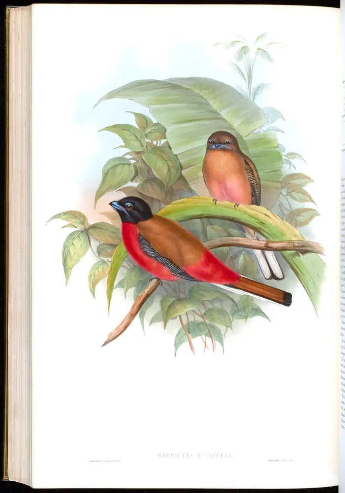 The whole sheet of volume I, plate 67, with its engraved caption