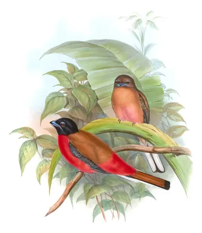 Volume I, plate 67 of Gould's The Birds of Asia: Scarlet-rumped Trogon (Harpactes duvaucelii)