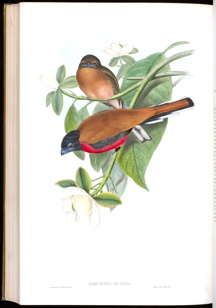 The whole sheet of volume I, plate 68, with its engraved caption