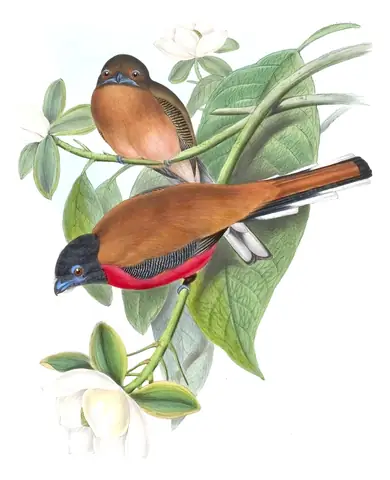 Volume I, plate 68 of Gould's The Birds of Asia: Cinnamon-rumped Trogon (Harpactes orrhophaeus)