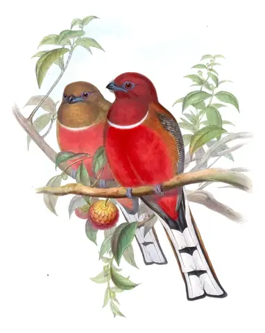 Volume I, plate 69 of Gould's The Birds of Asia: Red-headed Trogon (Harpactes erythrocephalus)