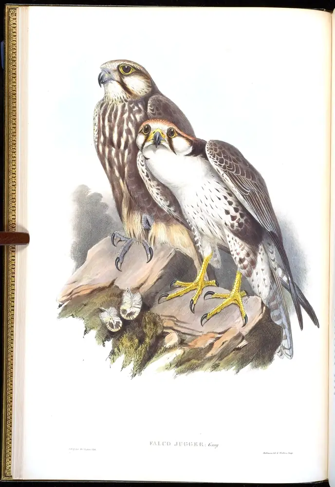 The whole sheet of volume I, plate 7, with its engraved caption