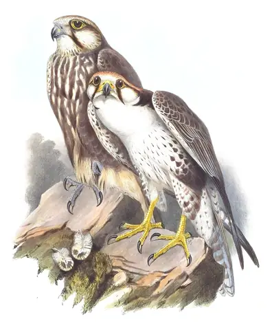 Volume I, plate 7 of Gould's The Birds of Asia: Laggar Falcon (Falco jugger)