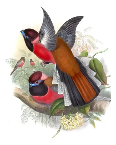 Volume I, plate 70 of Gould's The Birds of Asia: Diard's Trogon (Harpactes diardii)