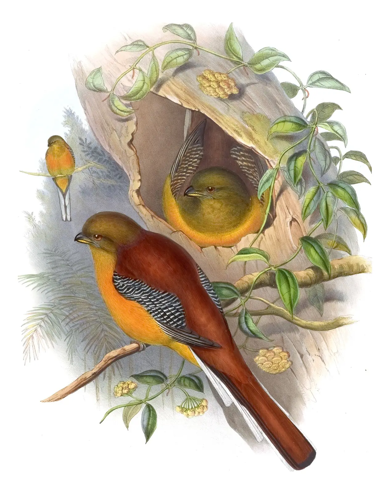 Volume I, plate 71 of Gould's The Birds of Asia: Orange-breasted Trogon (Harpactes oreskios)