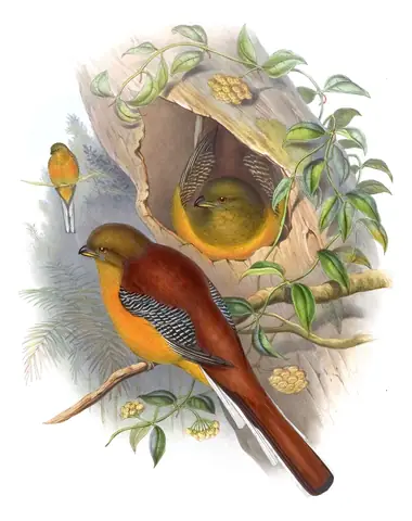 Volume I, plate 71 of Gould's The Birds of Asia: Orange-breasted Trogon (Harpactes oreskios)