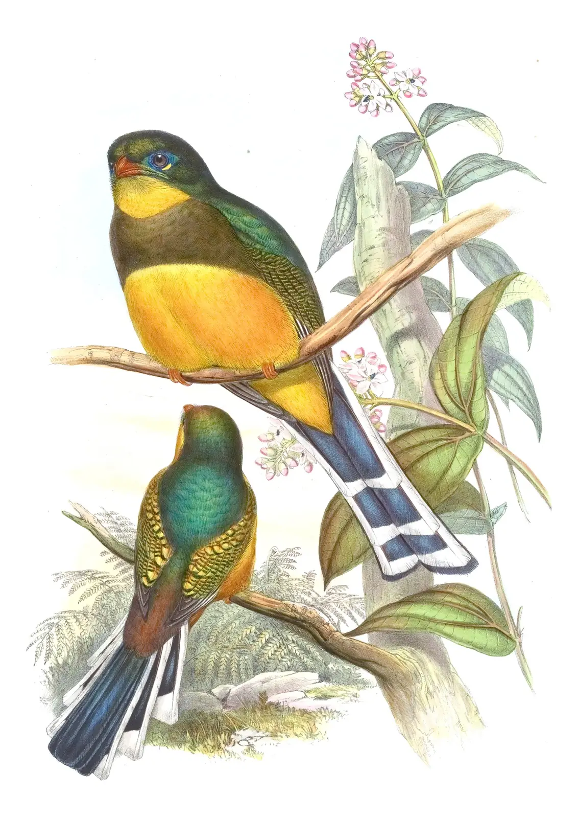 Volume I, plate 72 of Gould's The Birds of Asia: Javan Trogon (Apalharpactes reinwardtii)