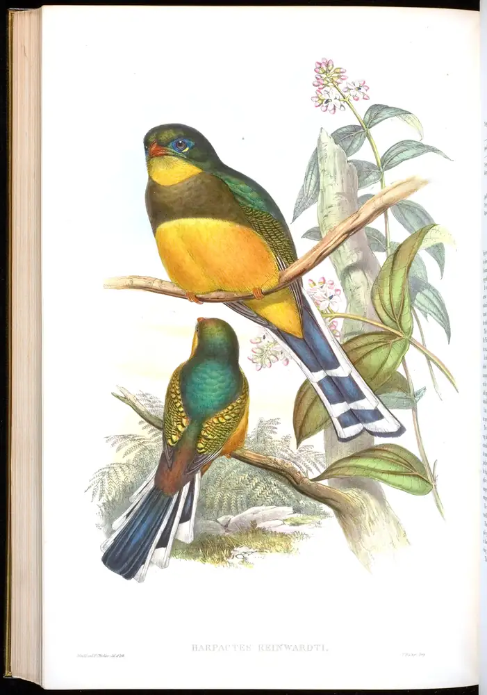 The whole sheet of volume I, plate 72, with its engraved caption