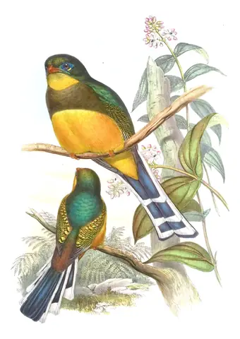 Volume I, plate 72 of Gould's The Birds of Asia: Javan Trogon (Apalharpactes reinwardtii)