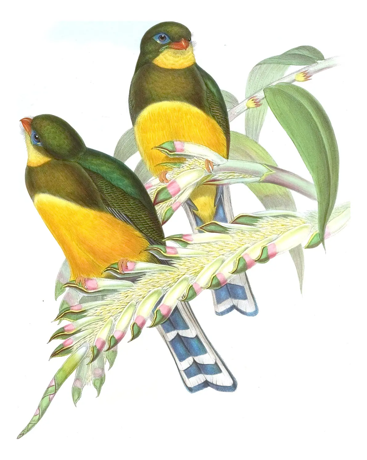 Volume I, plate 73 of Gould's The Birds of Asia: Sumatran Trogon (Apalharpactes mackloti)