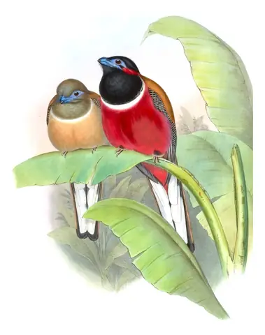Volume I, plate 74 of Gould's The Birds of Asia: Red-naped Trogon (Harpactes kasumba)