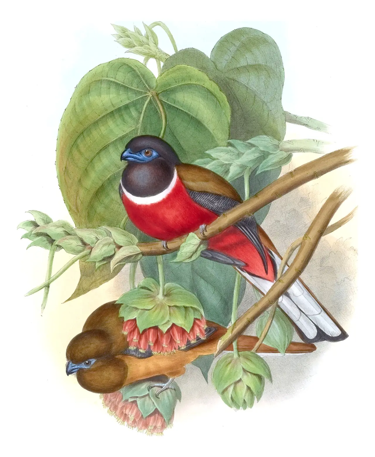 Volume I, plate 75 of Gould's The Birds of Asia: Malabar Trogon (Harpactes fasciatus)