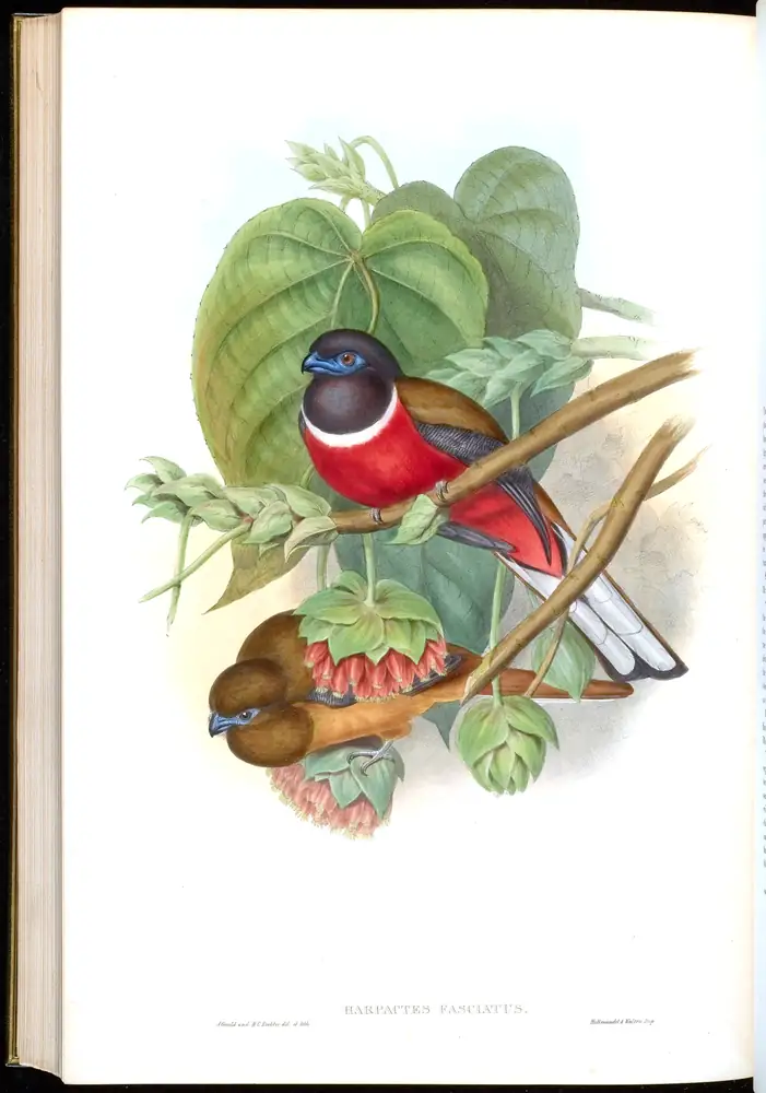 The whole sheet of volume I, plate 75, with its engraved caption