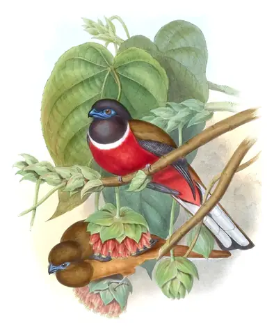 Volume I, plate 75 of Gould's The Birds of Asia: Malabar Trogon (Harpactes fasciatus)