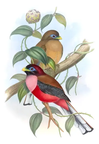 Volume I, plate 76 of Gould's The Birds of Asia: Philippine Trogon (Harpactes ardens)