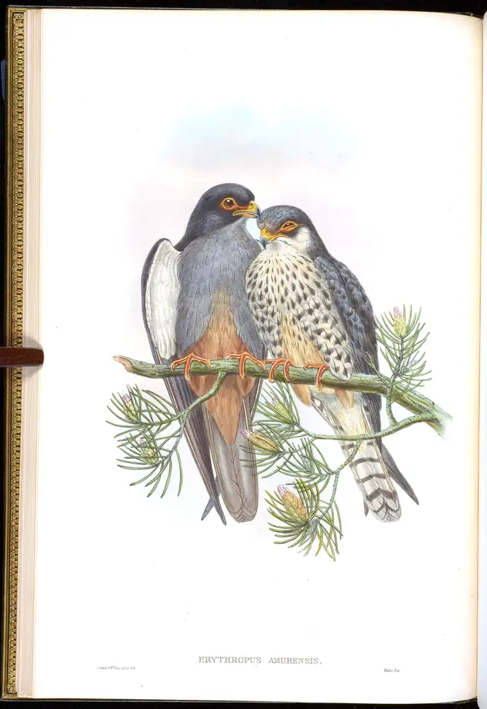 The whole sheet of volume I, plate 8, with its engraved caption