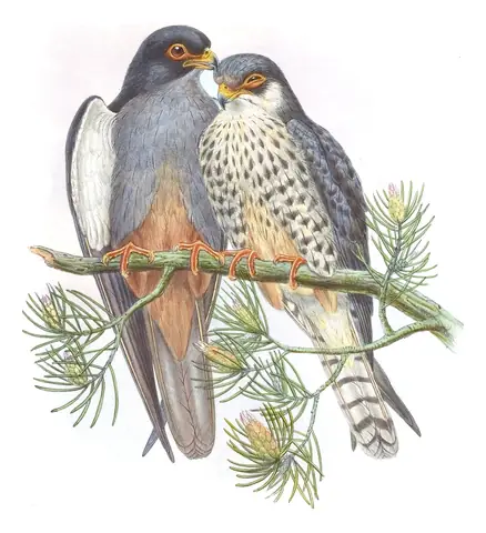 Volume I, plate 8 of Gould's The Birds of Asia: Amur Falcon (Falco amurensis)