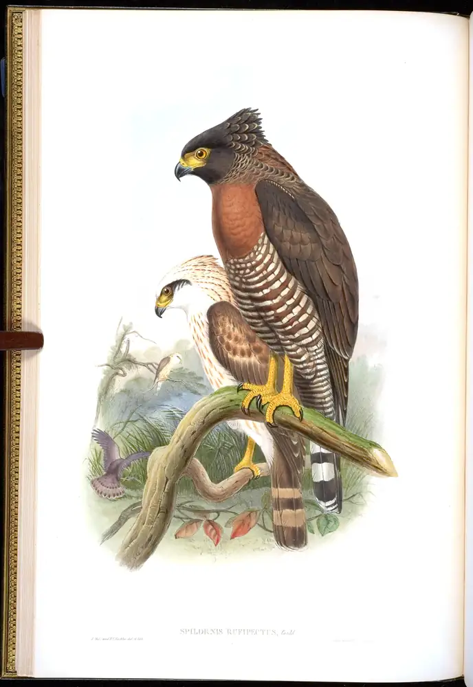 The whole sheet of volume I, plate 9, with its engraved caption