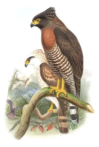 Volume I, plate 9 of Gould's The Birds of Asia: Sulawesi Serpent-Eagle (Spilornis rufipectus)